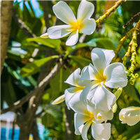 Monoi de Tahiti Fragrance Oil 127